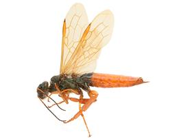   Sirex californicus  male lateral habitus; photo by H. Goulet, CNC 
